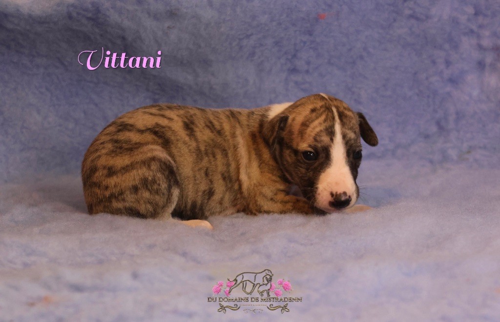 Du Domaine De Mistradenn - Chiot disponible  - Whippet