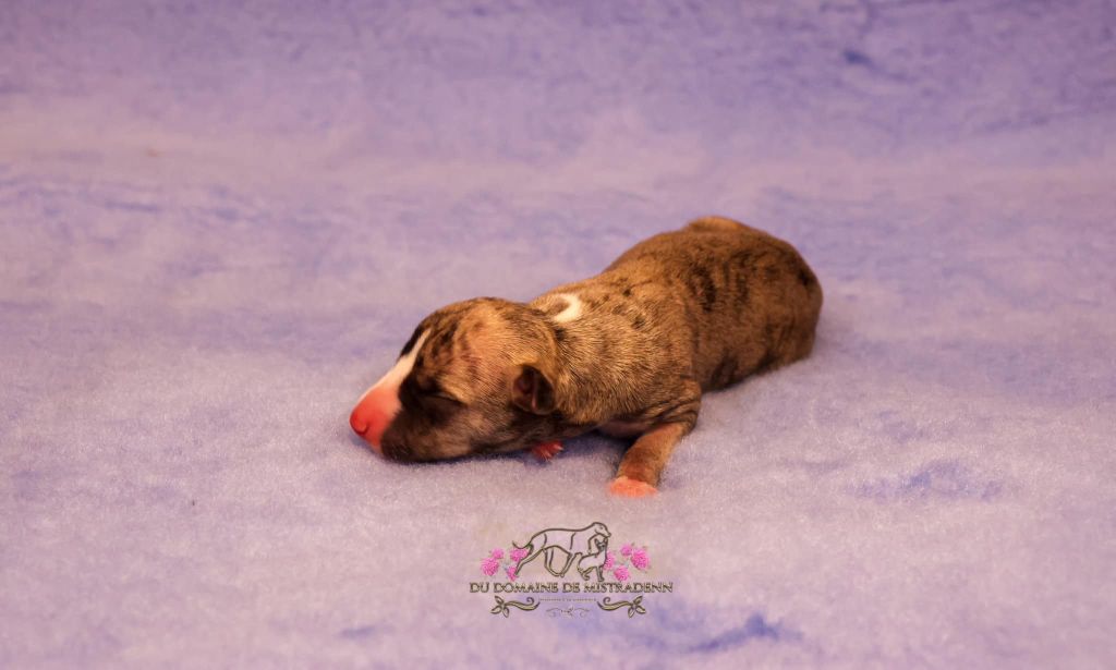 Du Domaine De Mistradenn - Chiot disponible  - Whippet