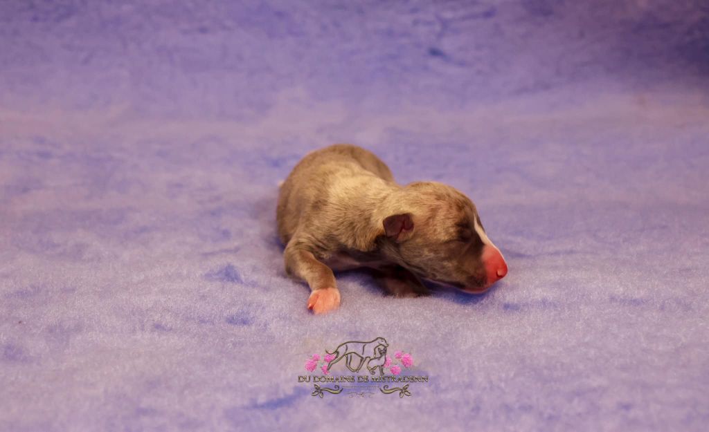 Du Domaine De Mistradenn - Chiot disponible  - Whippet