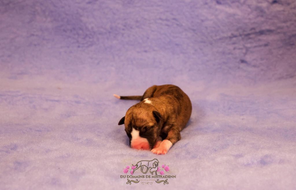 Du Domaine De Mistradenn - Chiot disponible  - Whippet