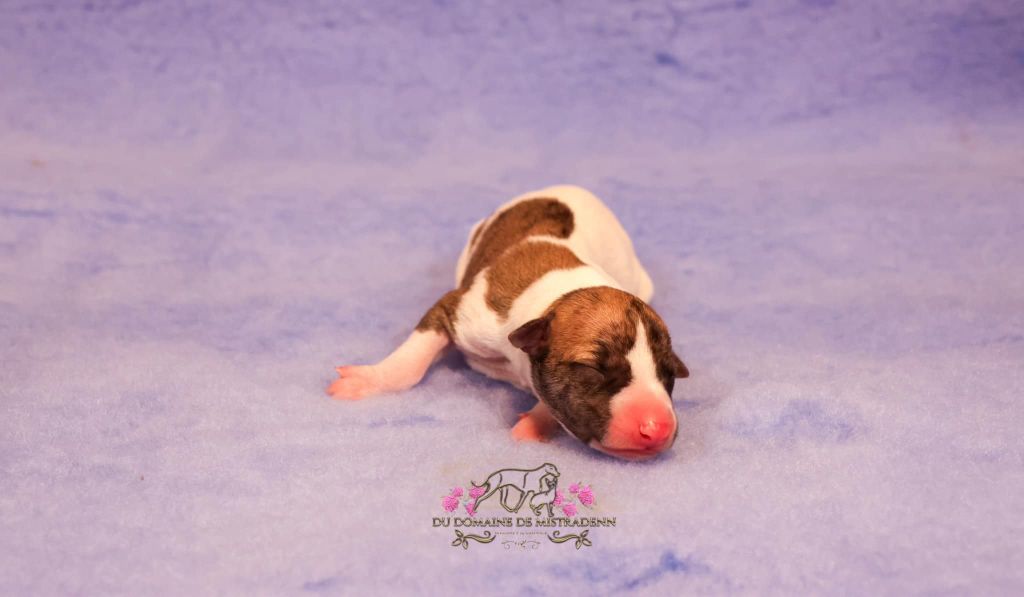 Du Domaine De Mistradenn - Chiot disponible  - Whippet