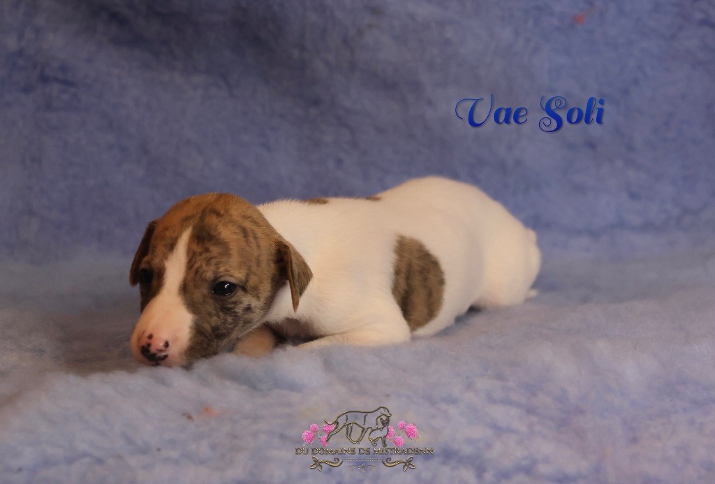 Du Domaine De Mistradenn - Chiot disponible  - Whippet