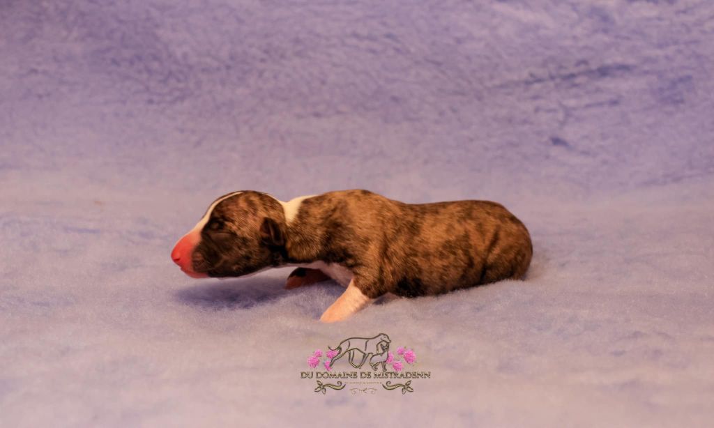 Du Domaine De Mistradenn - Chiot disponible  - Whippet