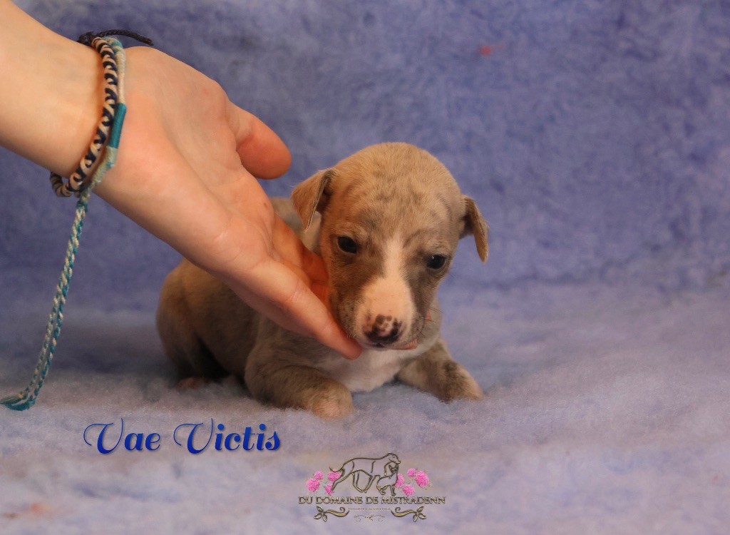 Du Domaine De Mistradenn - Chiot disponible  - Whippet