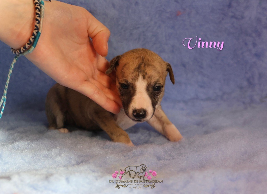 Du Domaine De Mistradenn - Chiot disponible  - Whippet