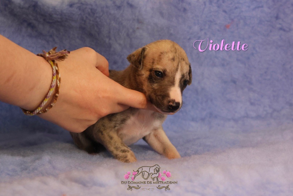 Du Domaine De Mistradenn - Chiot disponible  - Whippet