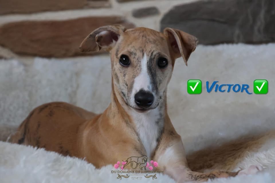 Du Domaine De Mistradenn - Chiot disponible  - Whippet