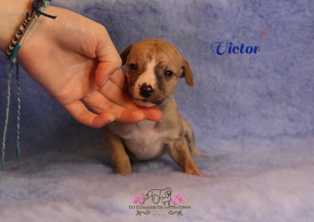 Du Domaine De Mistradenn - Chiot disponible  - Whippet