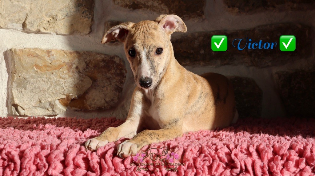 Du Domaine De Mistradenn - Chiot disponible  - Whippet