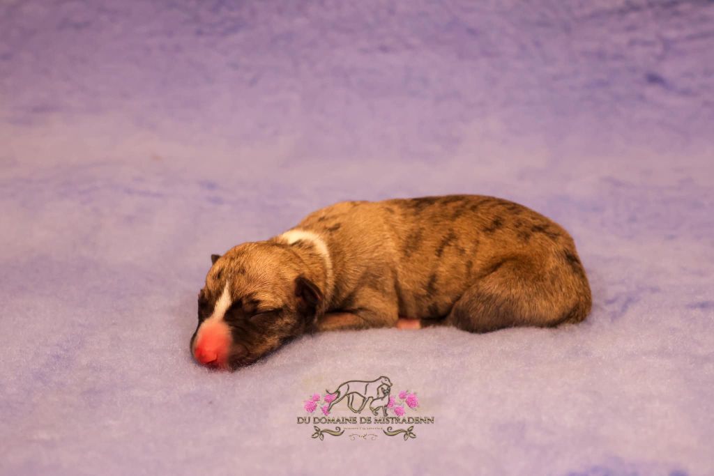 Du Domaine De Mistradenn - Chiot disponible  - Whippet