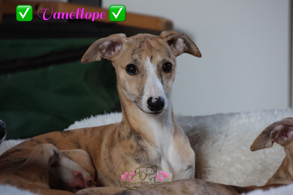 Du Domaine De Mistradenn - Chiot disponible  - Whippet