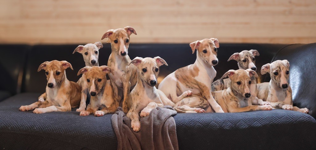 chiot Whippet Du Domaine De Mistradenn