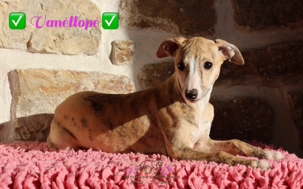 Du Domaine De Mistradenn - Chiot disponible  - Whippet