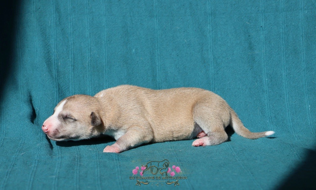 Du Domaine De Mistradenn - Chiots disponibles - Whippet