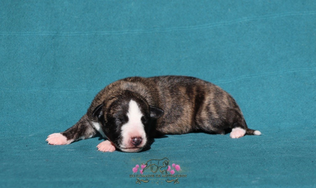Du Domaine De Mistradenn - Chiots disponibles - Whippet