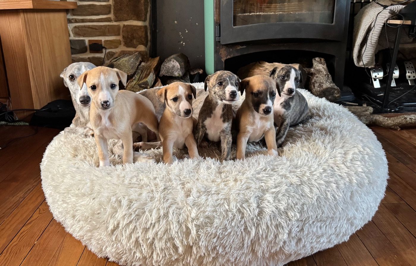 Du Domaine De Mistradenn - Whippet - Portée née le 16/10/2025