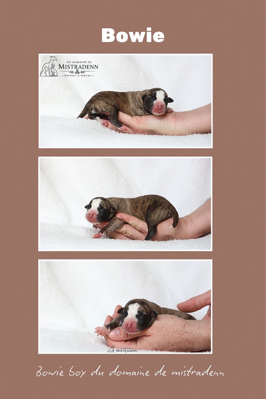 Du Domaine De Mistradenn - Chiots disponibles - Whippet