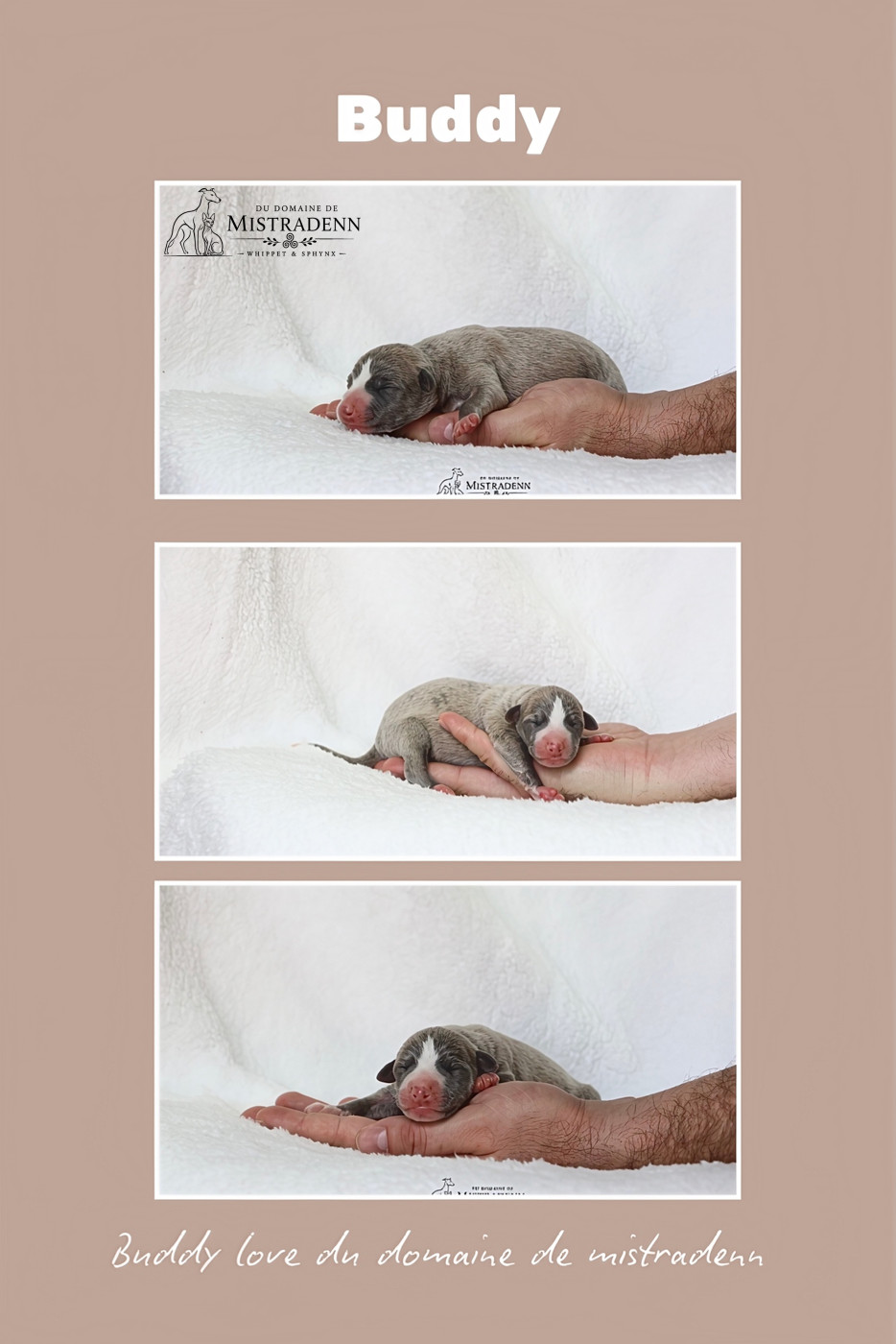 Du Domaine De Mistradenn - Chiots disponibles - Whippet