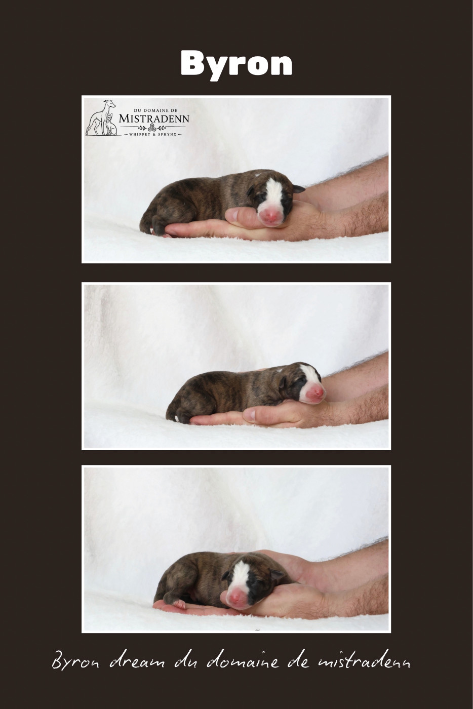 Du Domaine De Mistradenn - Chiots disponibles - Whippet