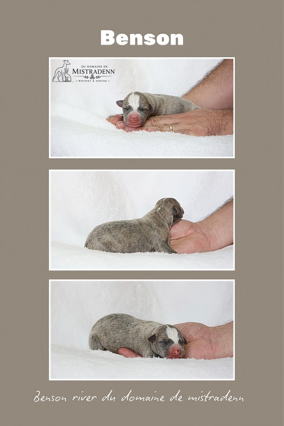 Du Domaine De Mistradenn - Chiots disponibles - Whippet