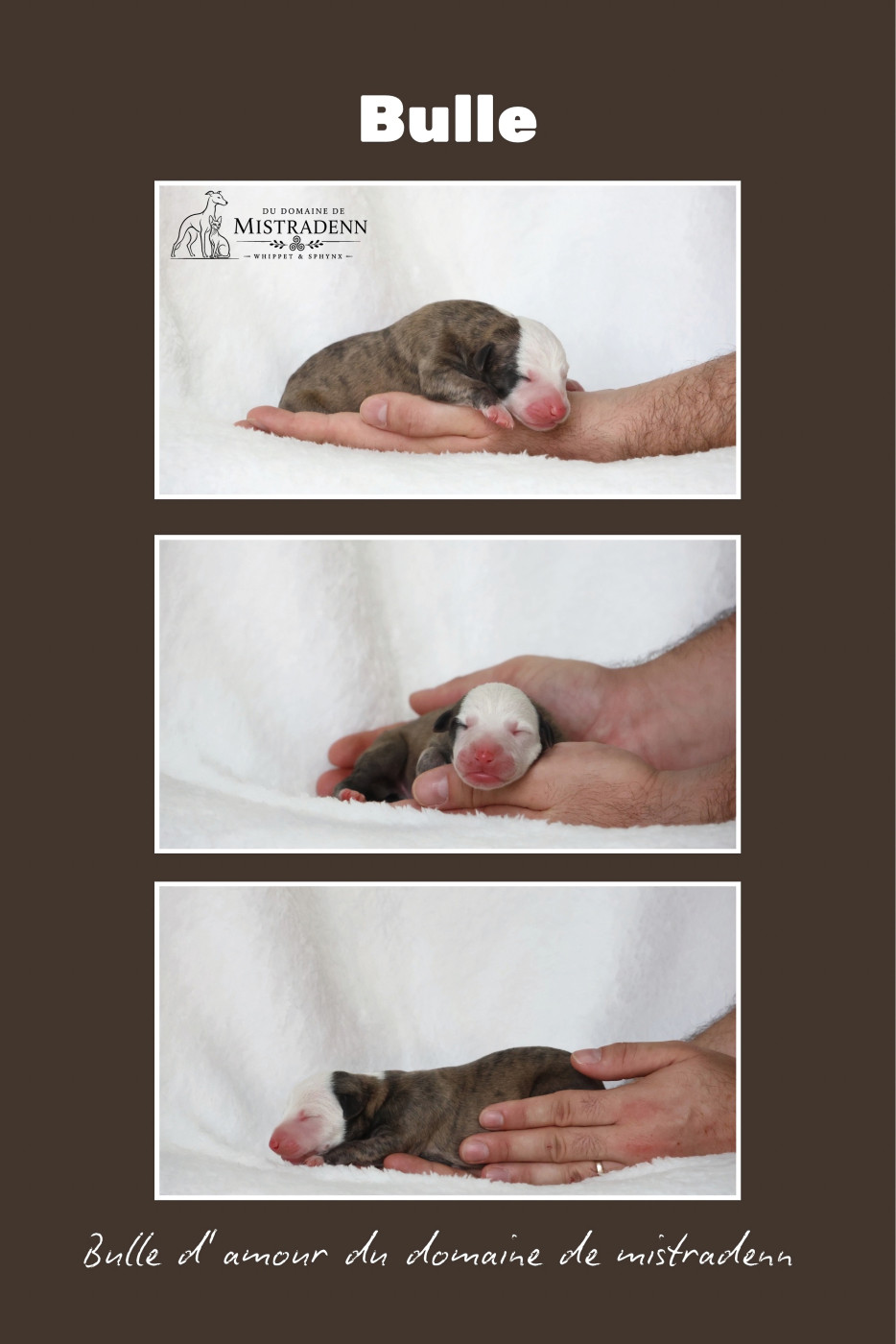 Du Domaine De Mistradenn - Chiots disponibles - Whippet