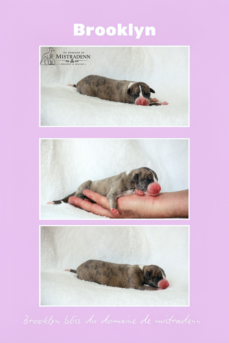 Du Domaine De Mistradenn - Chiots disponibles - Whippet