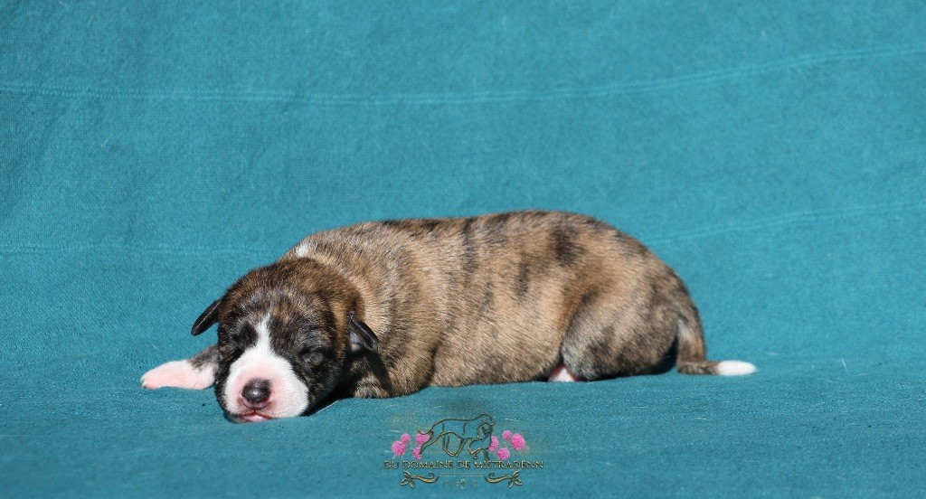 Du Domaine De Mistradenn - Chiots disponibles - Whippet