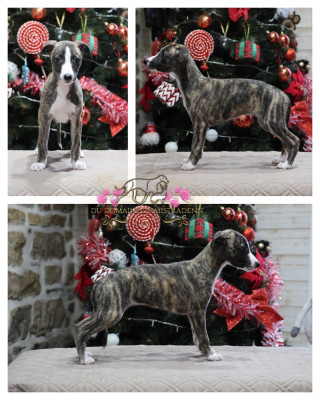 Albane awaken gently