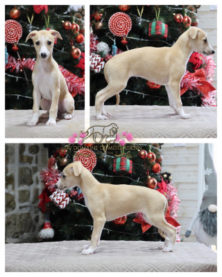 Akira follow the light