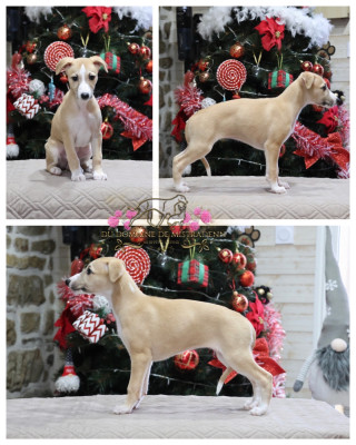 Asteria sings to the moon