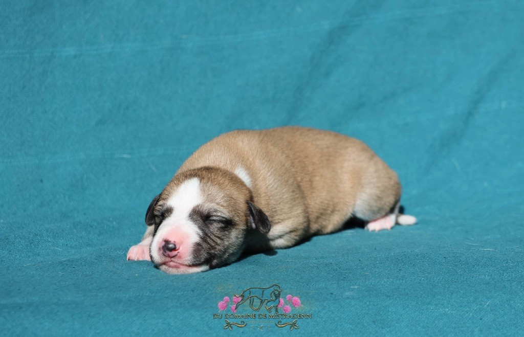 Du Domaine De Mistradenn - Chiots disponibles - Whippet